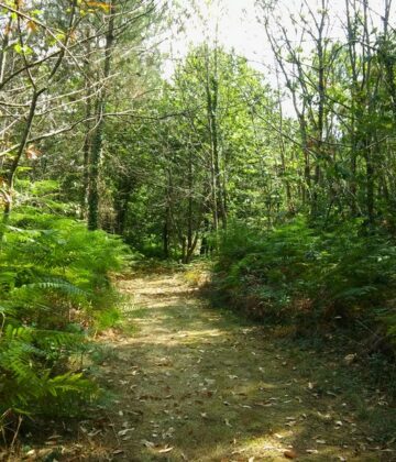 Trail des paloumayres