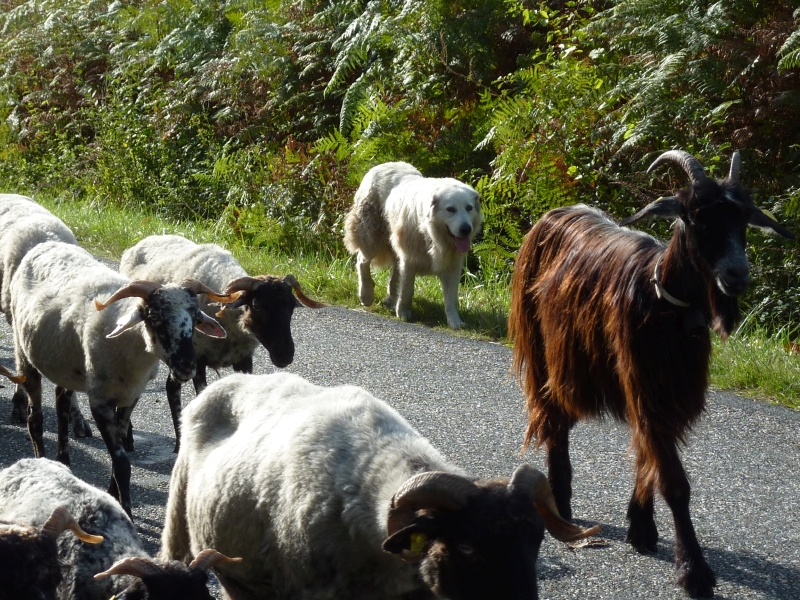 Transhumance 2013 - Claire Busson (5)