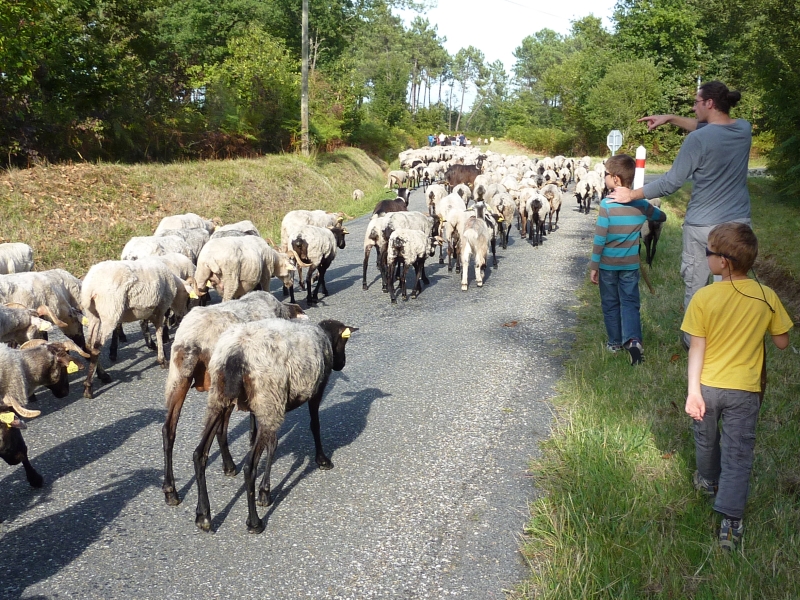 Transhumance 2013 - Claire Busson (6)