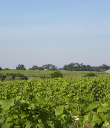 Village_Sauternes_Vignoble_800