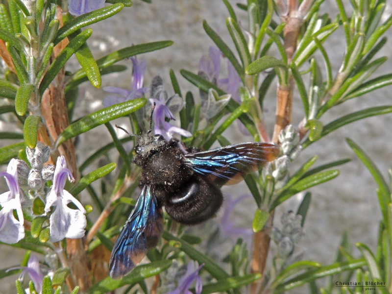Bazas - abeille- lac de la Prade