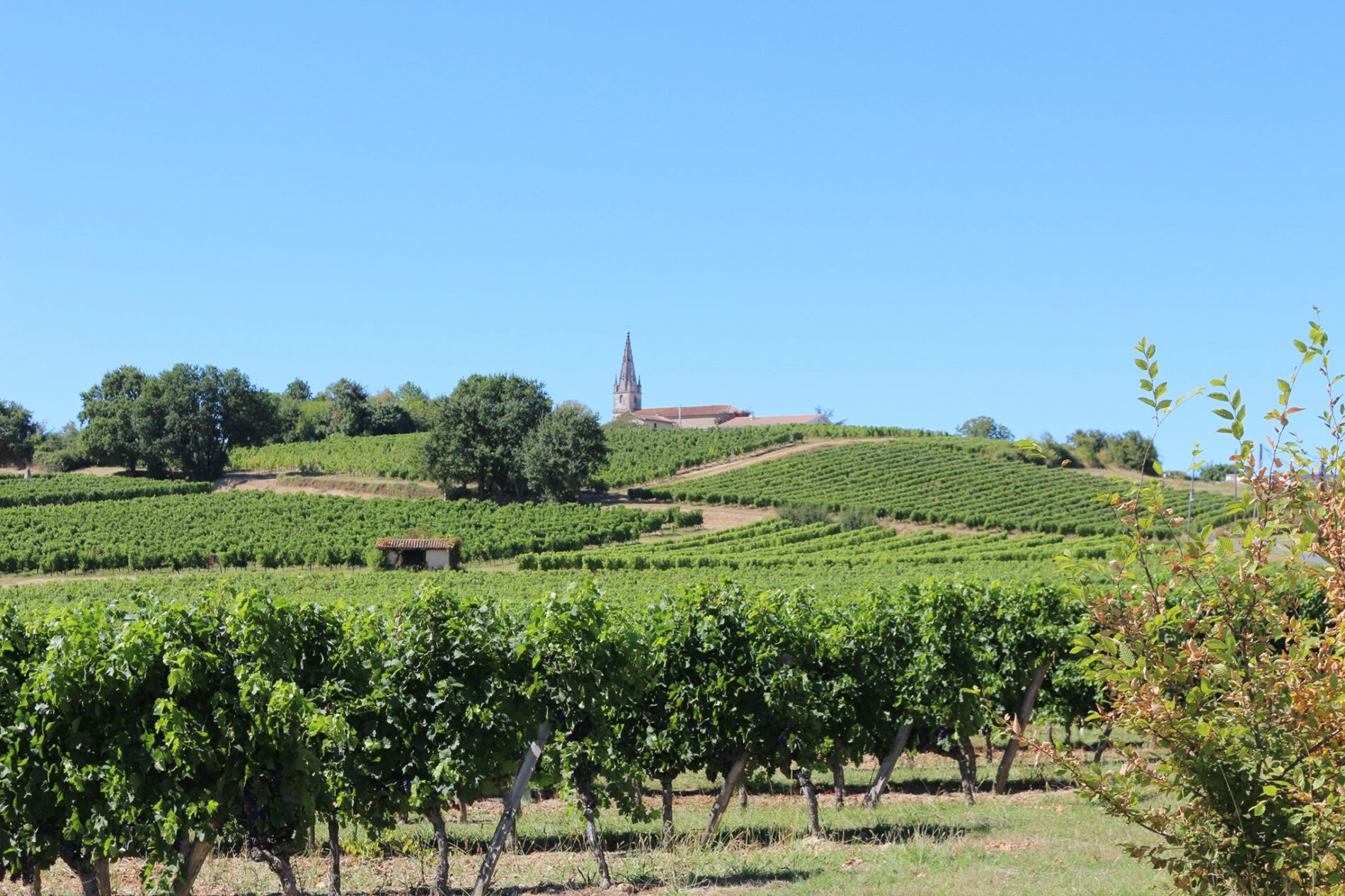 Apéritifs vignerons Château Jeantieu 1