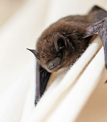 chauve-souris-23