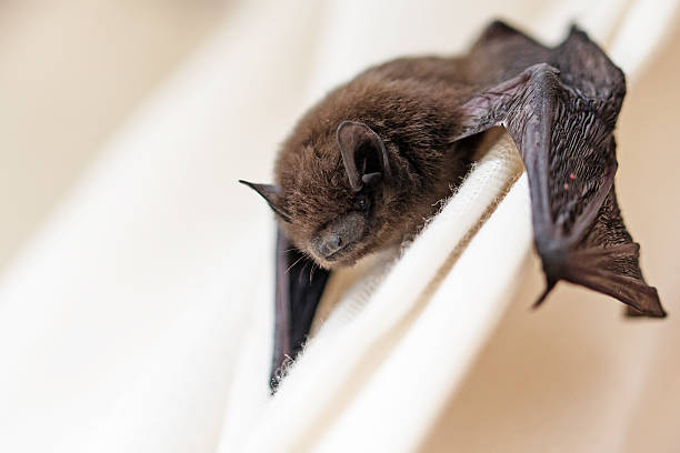 chauve-souris-23