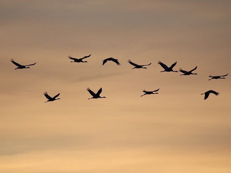migration
