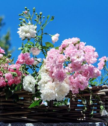 couleur-roses