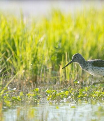 Découverte ornithologique