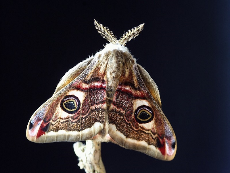 Papillons de nuit