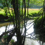 Destination Garonne, la Forêt Galerie du Ciron