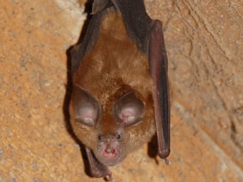 grand rhinolophe laurent couzi