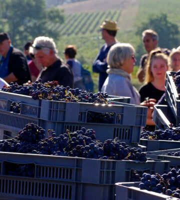 Journée vendanges au Château Réaut