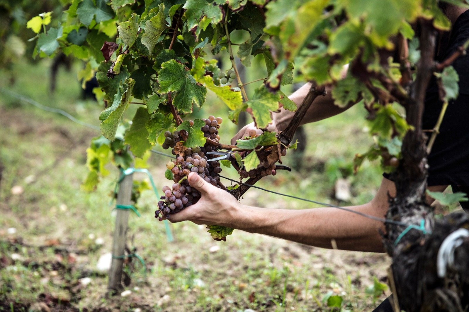 Destination Garonne, grape Château Jouvente, Illats