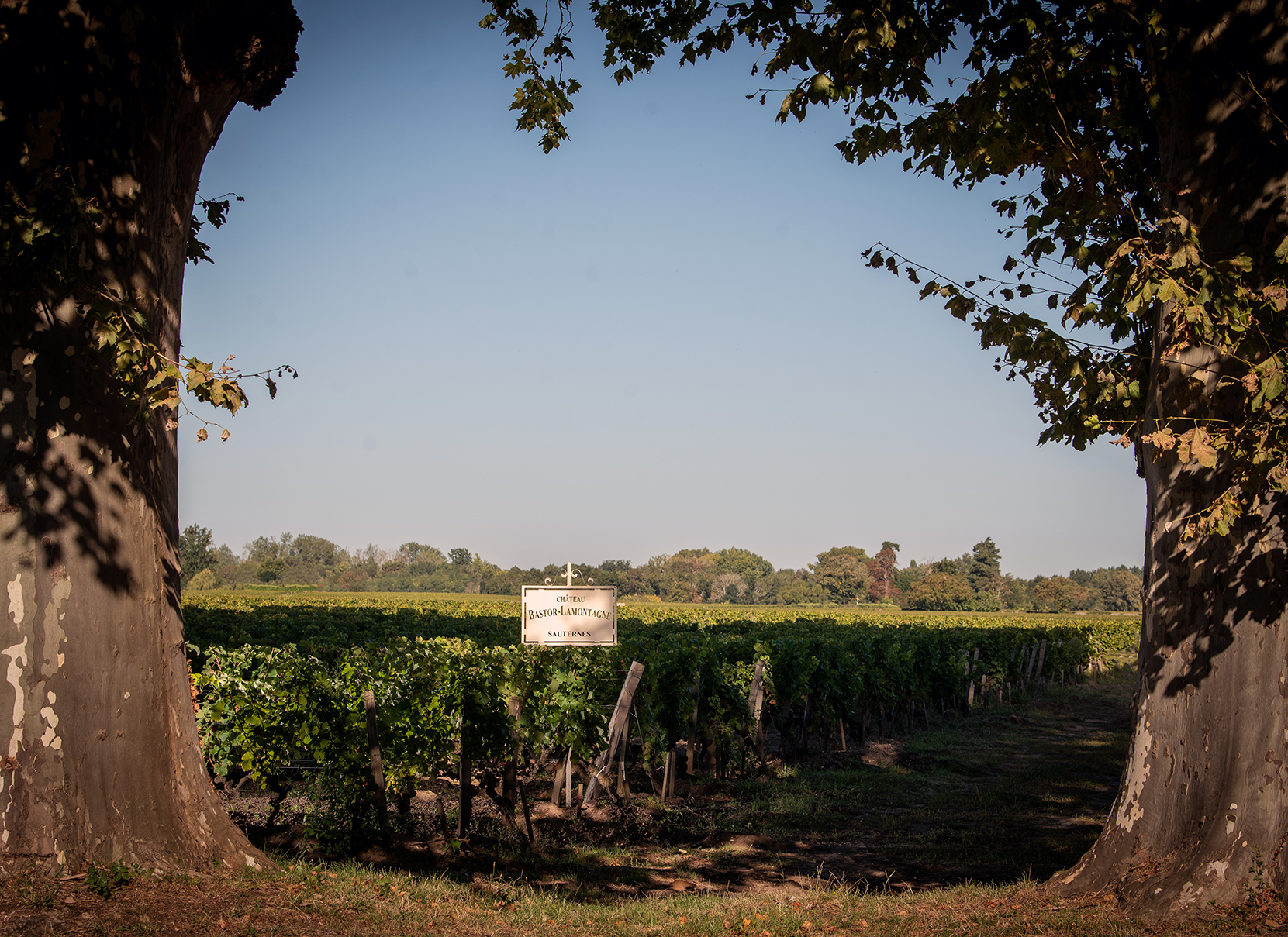 panneau-vignoble-2