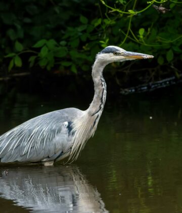 pexels-lichtblick800-17590528