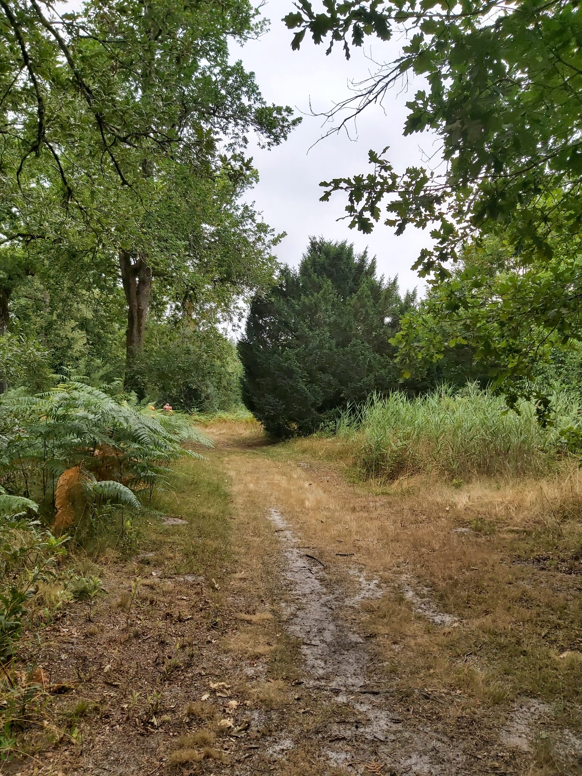st symphorien 4