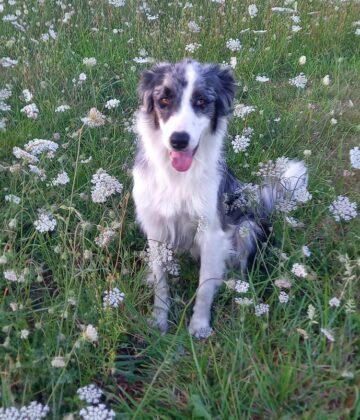tic-tac le chien
