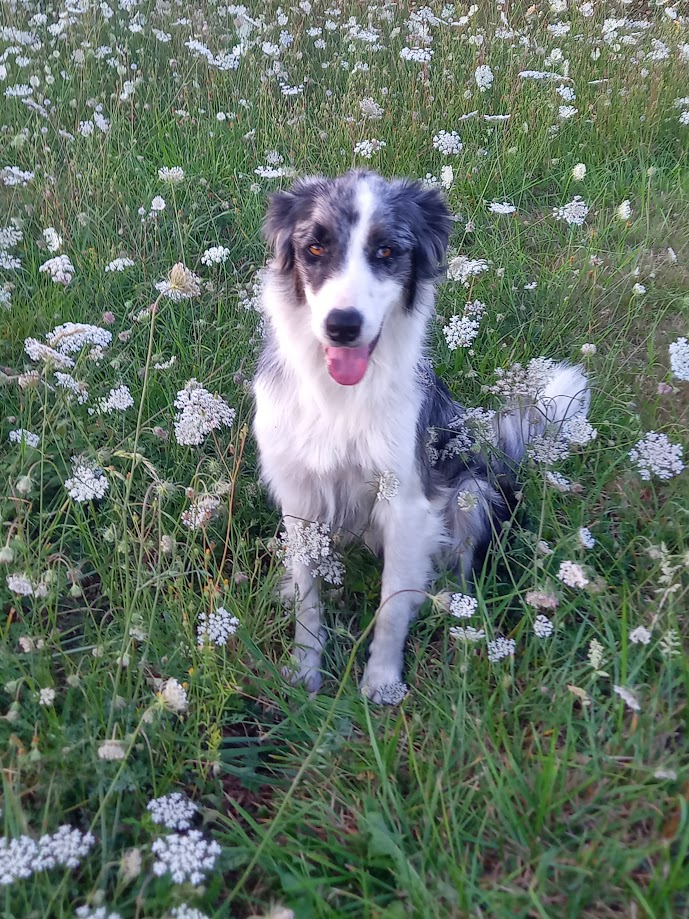 tic-tac le chien