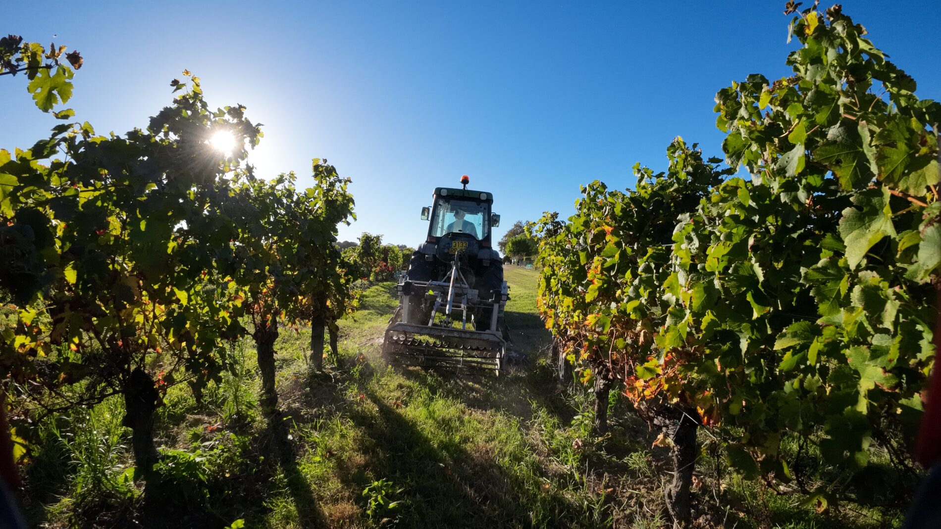 tracteur vigne